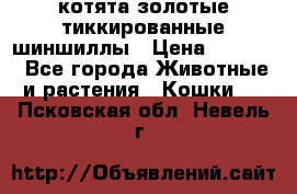 котята золотые тиккированные шиншиллы › Цена ­ 8 000 - Все города Животные и растения » Кошки   . Псковская обл.,Невель г.